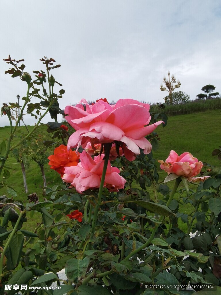 娇艳玫瑰绽放于绿意间