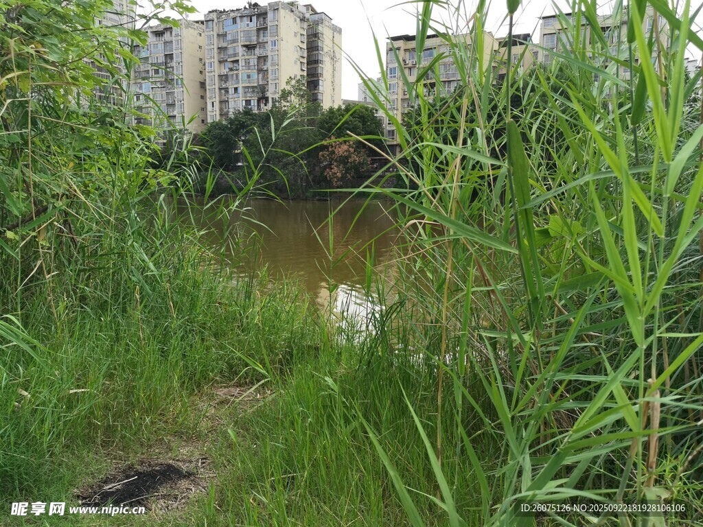 城郊湿地旁的茂盛绿植