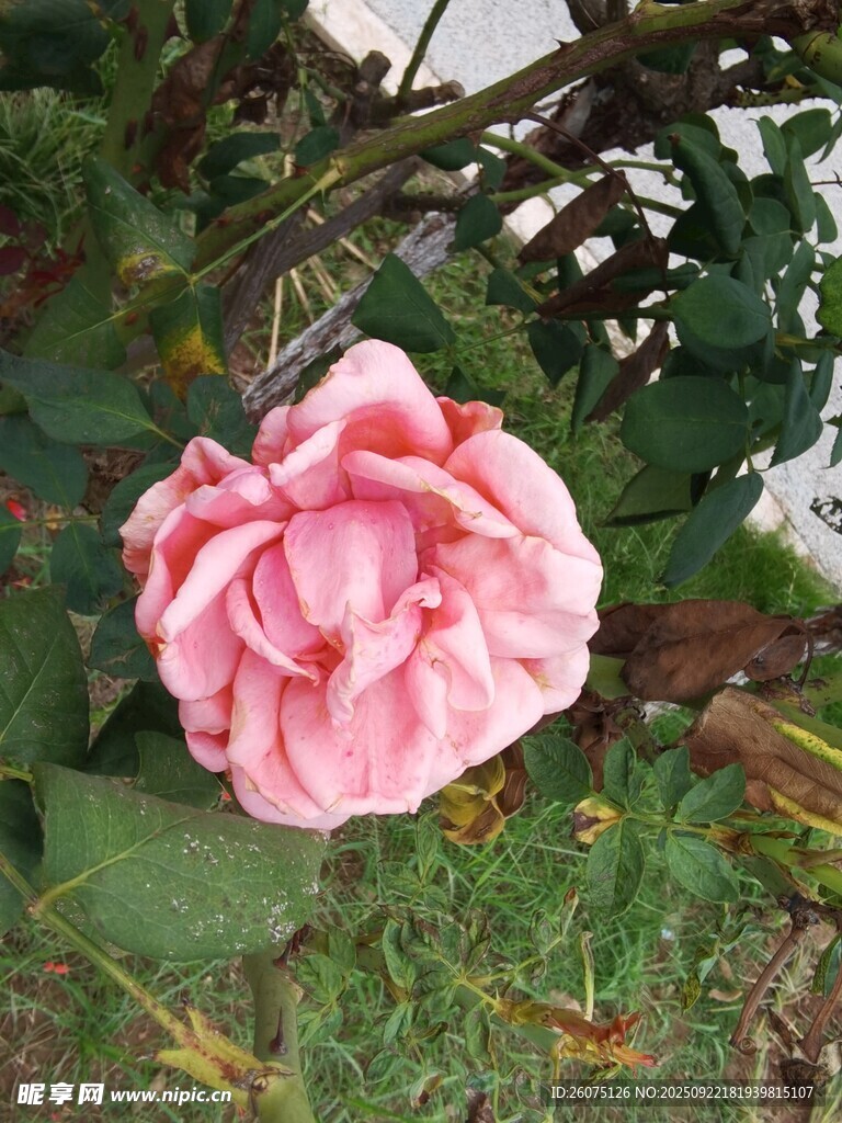 娇艳粉色月季花