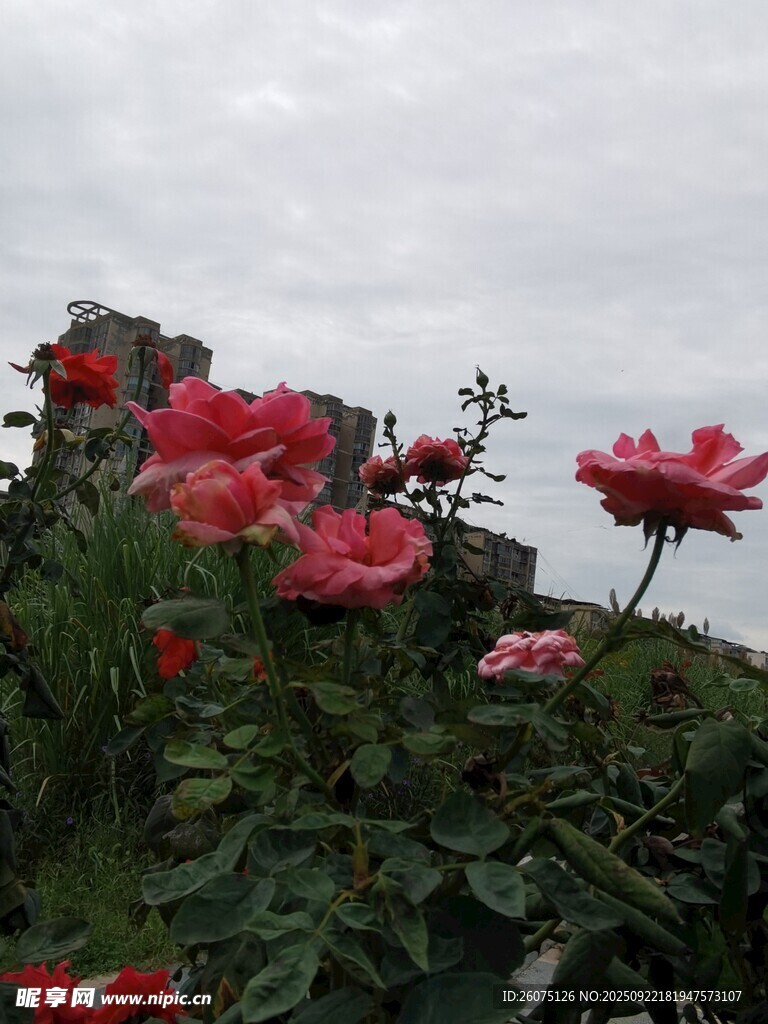 云雾中绽放的娇艳红玫瑰