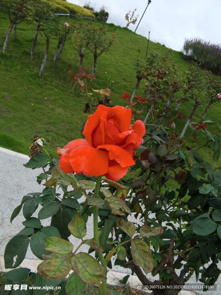 娇艳红玫瑰绽放于绿植间