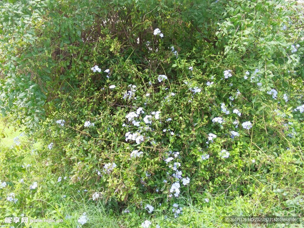 繁茂绿植中的白色花朵
