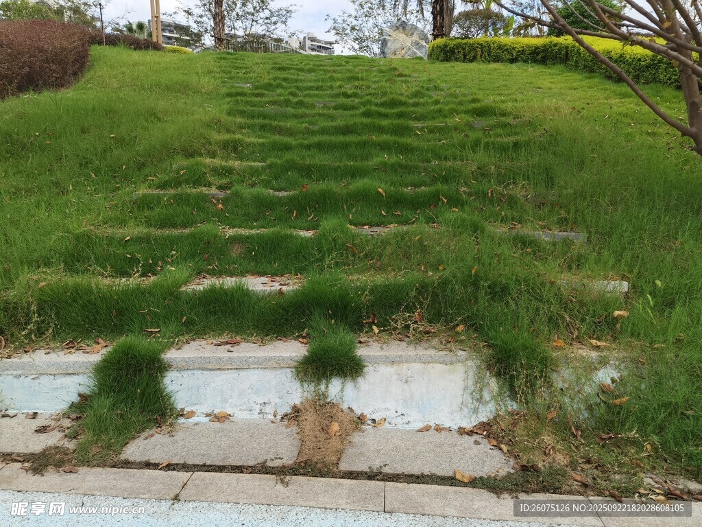 长满青草的石阶小径