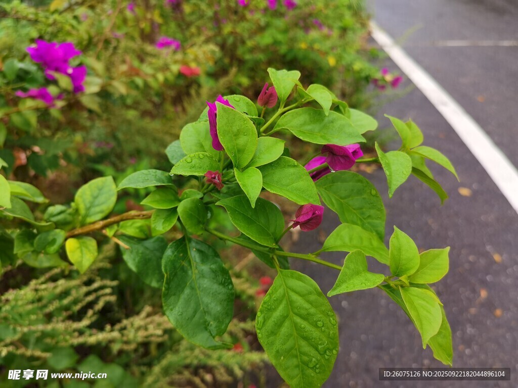 路边绽放的多彩绿叶花卉