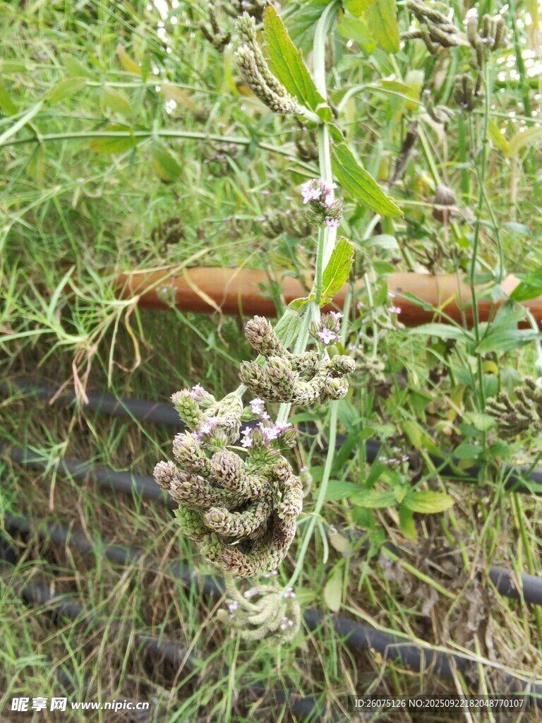 野外草丛中的奇特植物