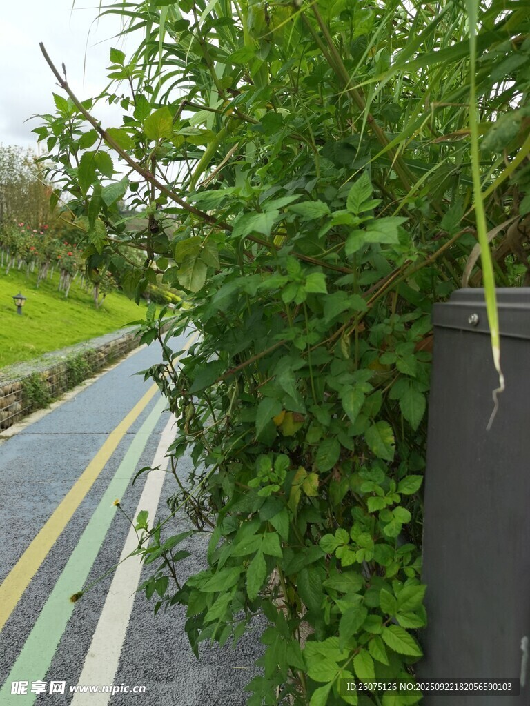 路边绿植景观