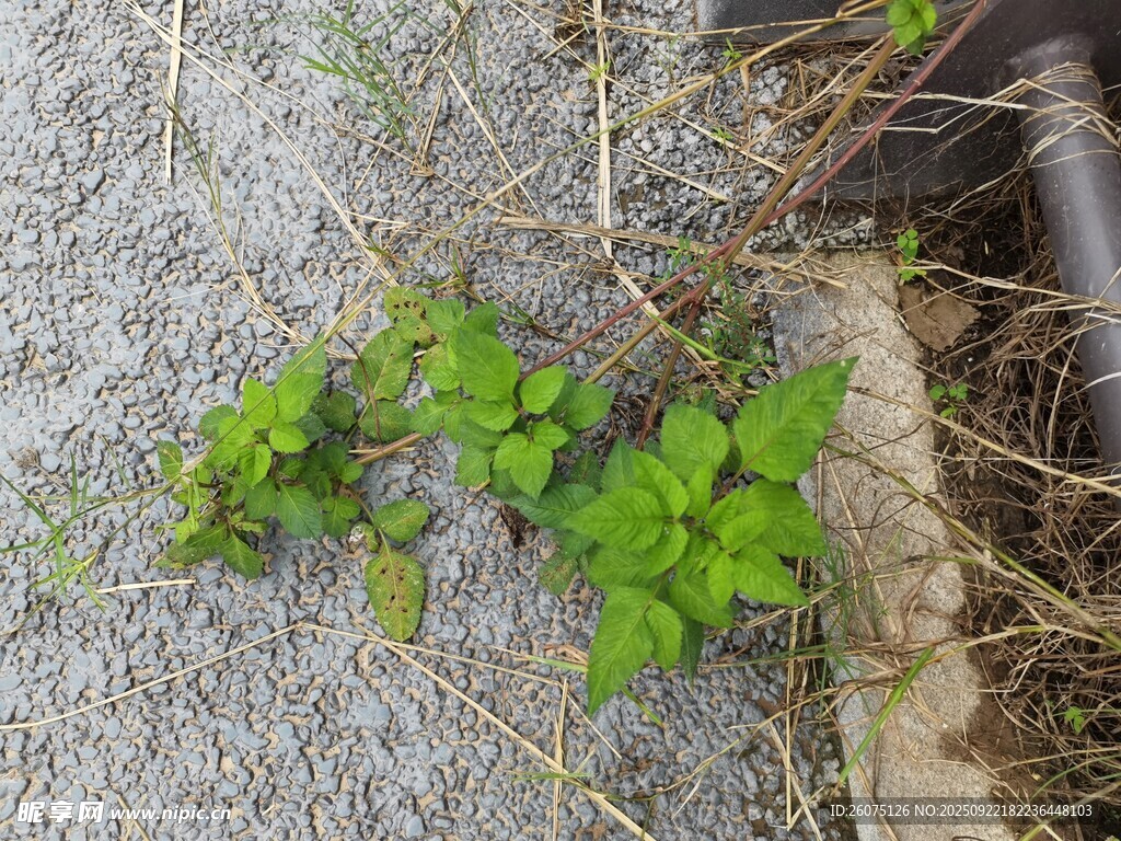 地面上的嫩绿藤蔓植物