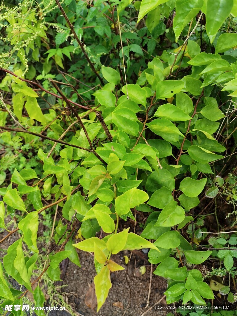 翠绿繁茂的蔓生植物