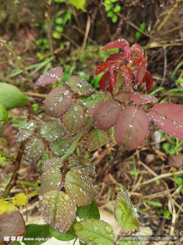 多彩叶片植物上的晶莹水珠特写