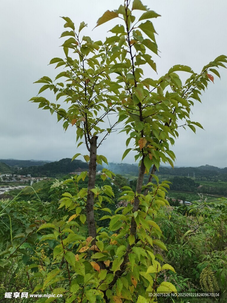 田野中的翠绿小树
