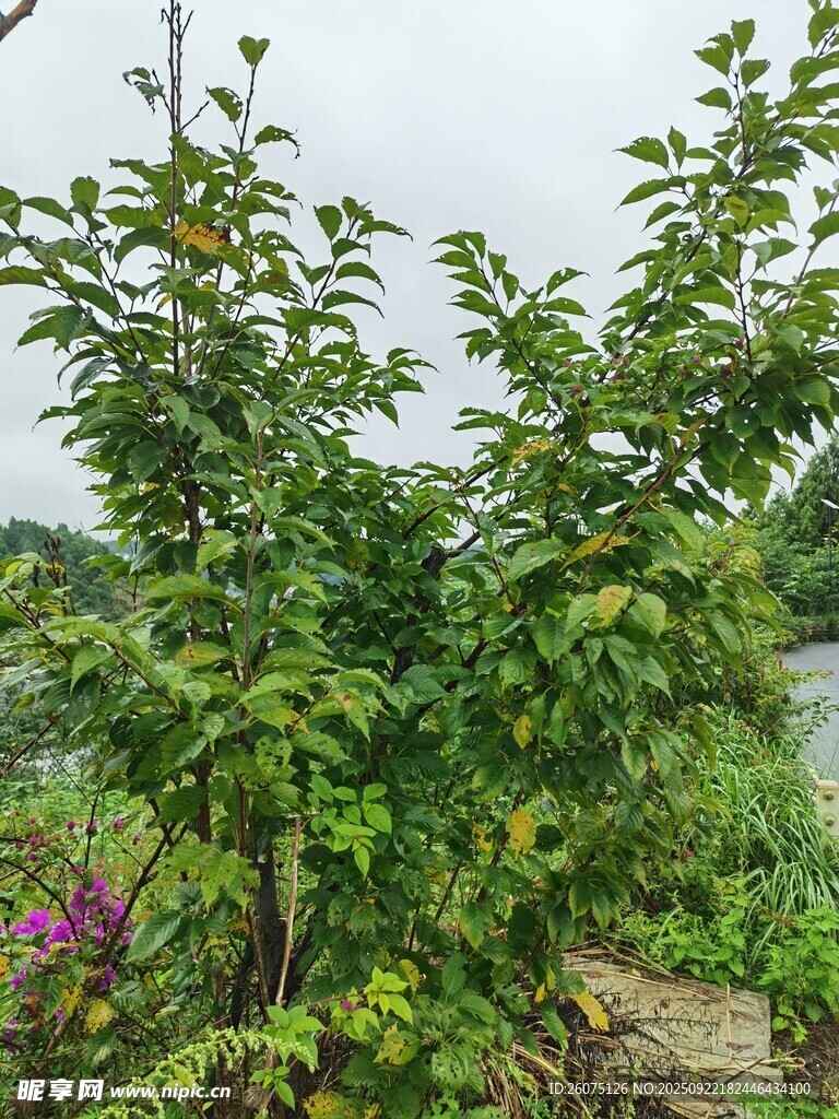 绿叶繁茂的户外树木