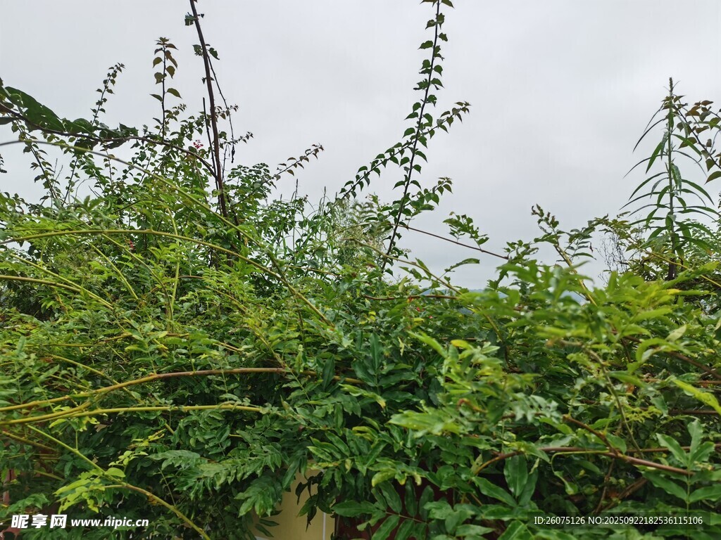 繁茂绿植景观