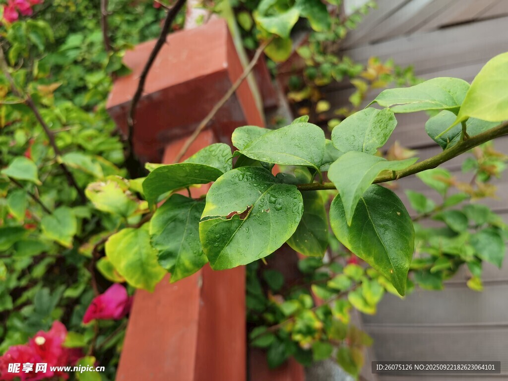 木栏旁翠绿繁茂的植物