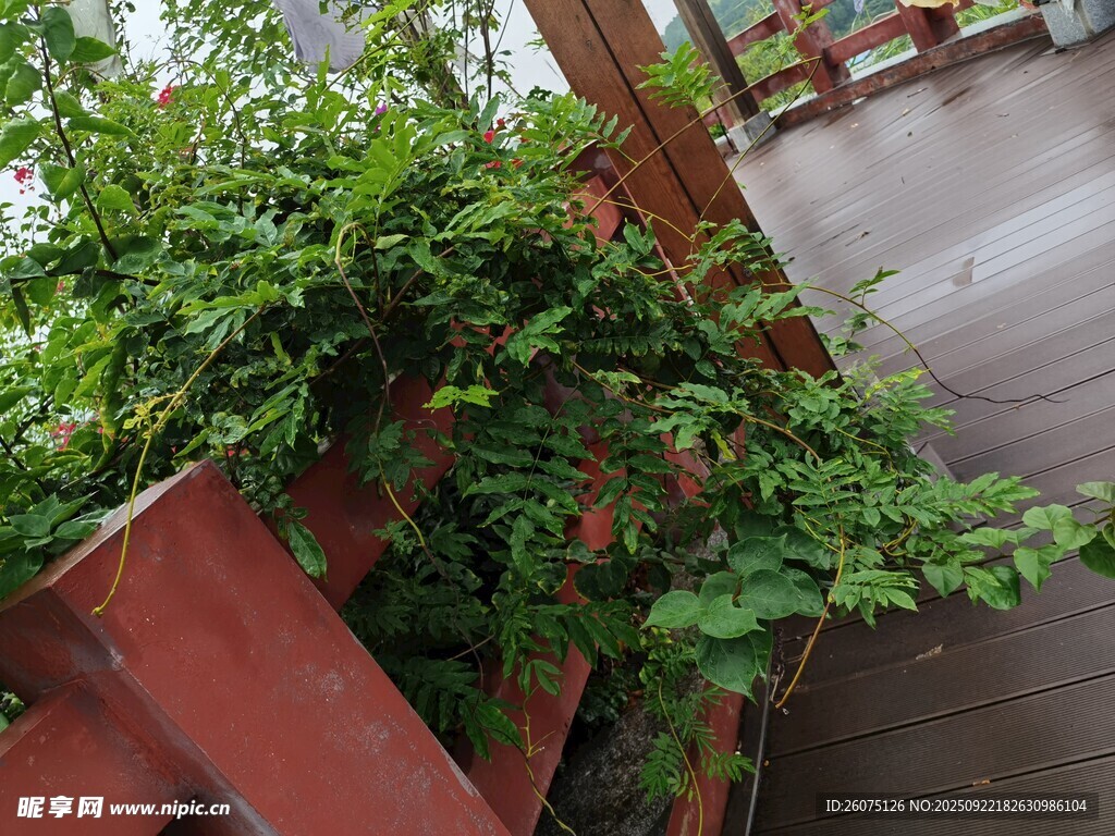 木栏边繁茂的绿色藤蔓植物