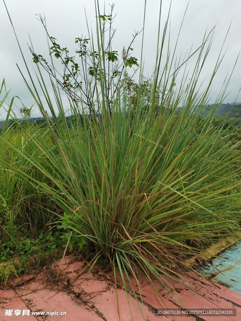 屋顶上的茂盛绿色植物