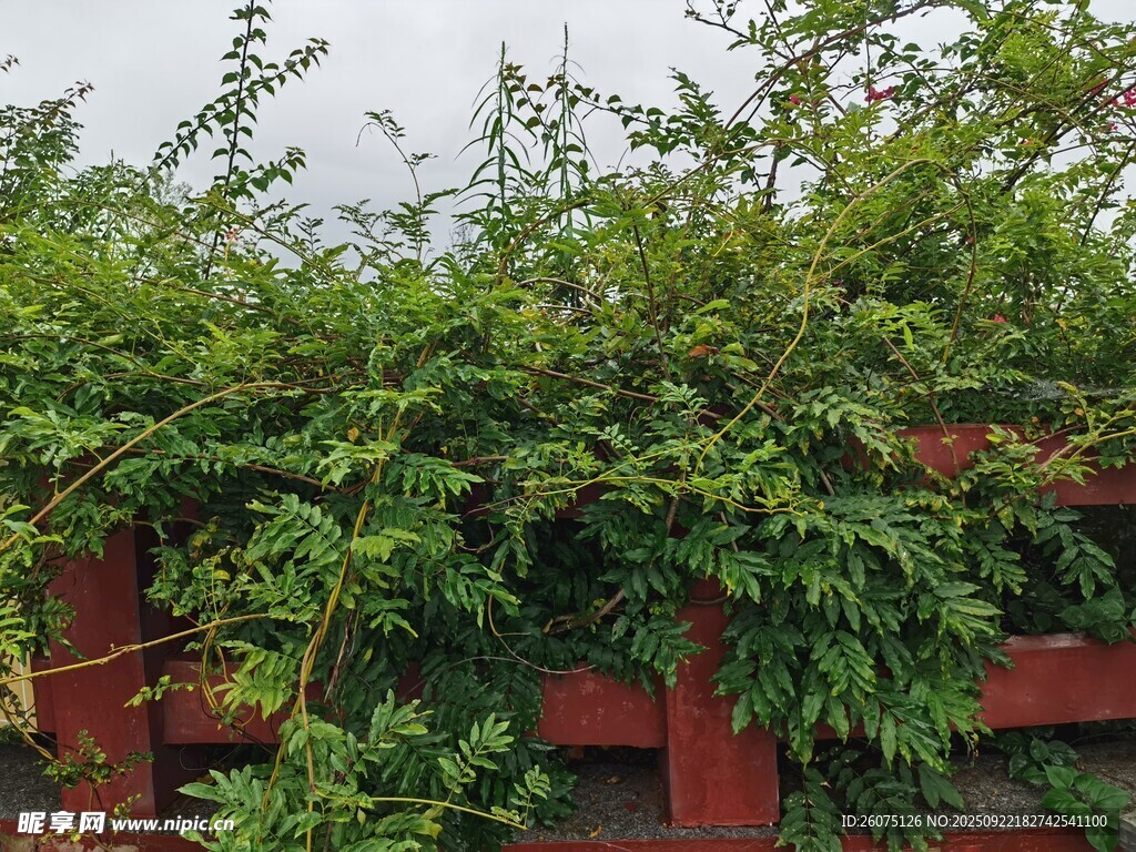 红栅栏上的繁茂绿植