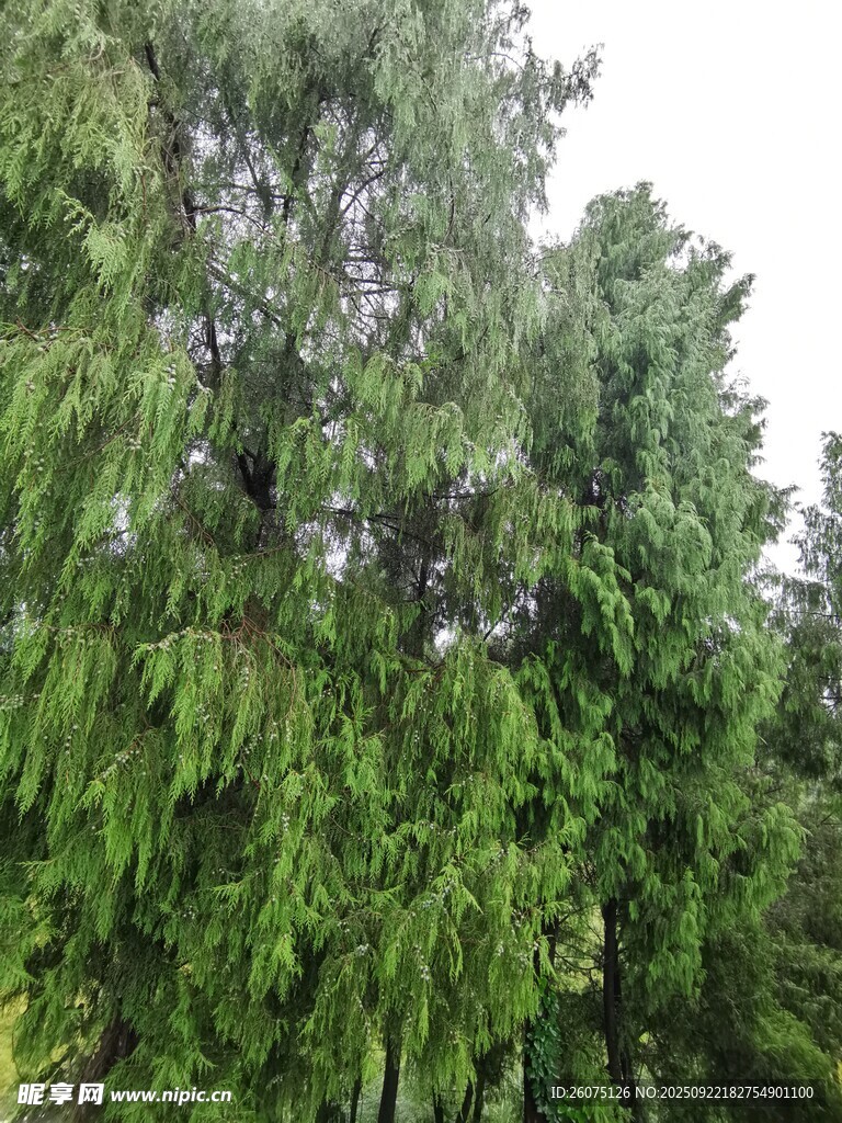 茂密葱郁的绿色树木景观