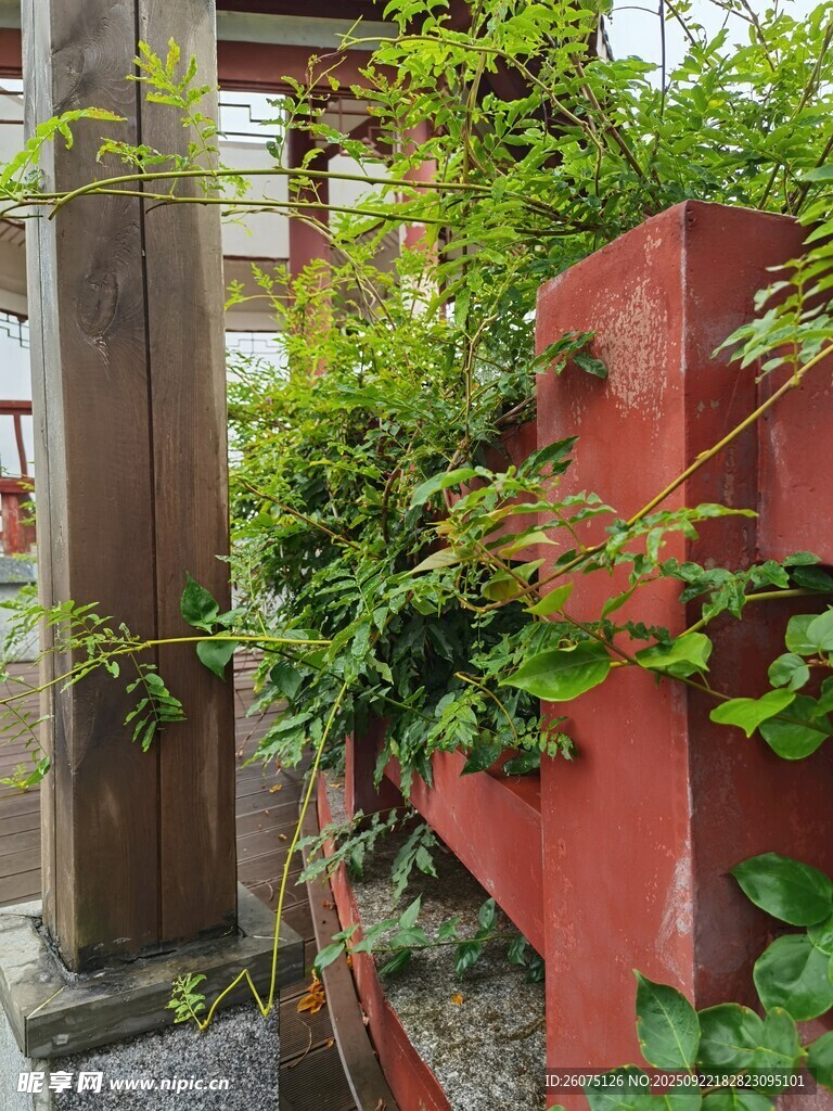 庭院绿植攀爬红墙景致