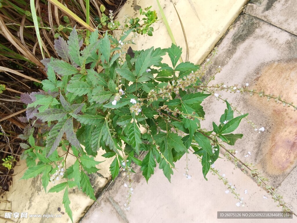 墙边生长的绿色植物