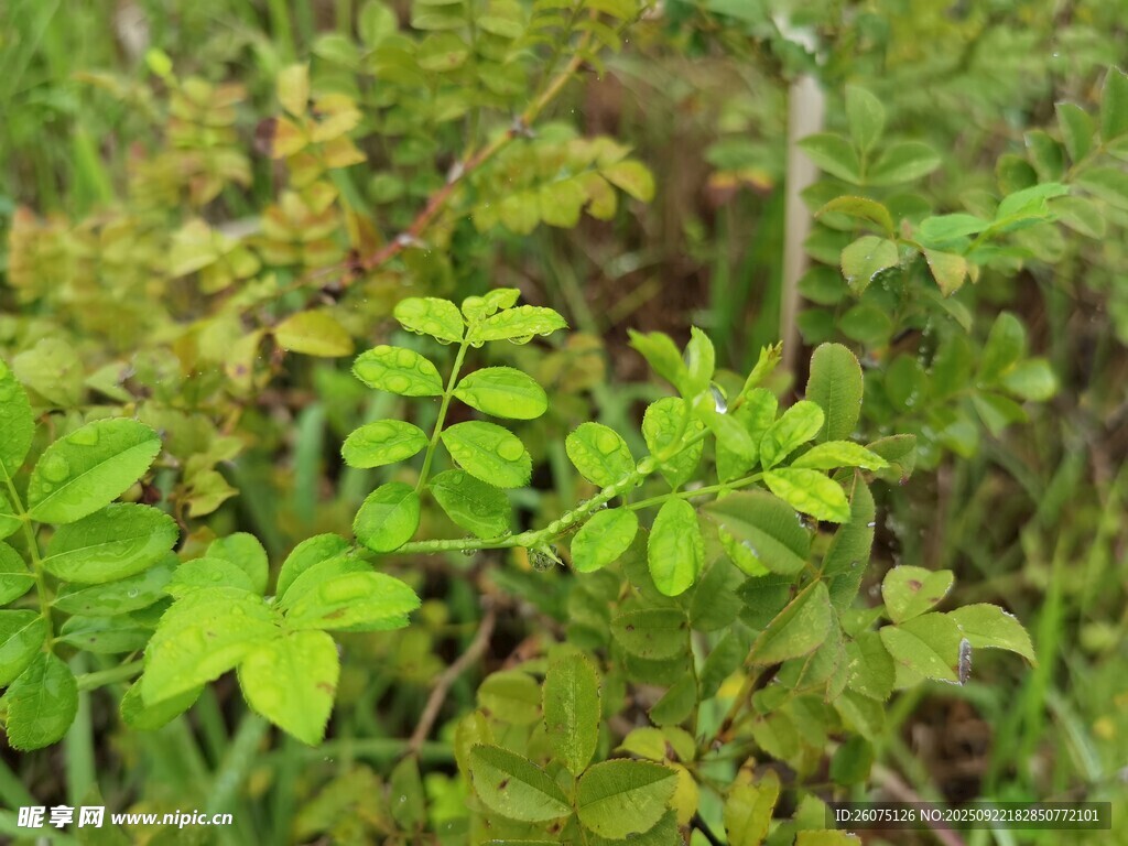 野外嫩绿植物景象