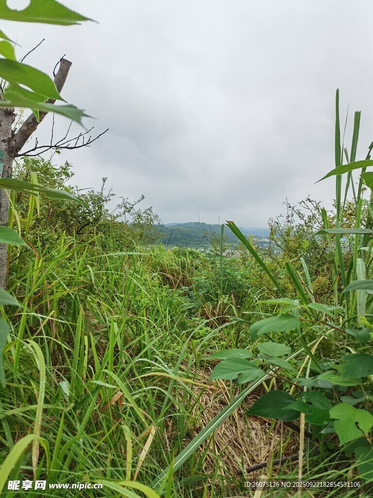 野外繁茂的绿色植物景观