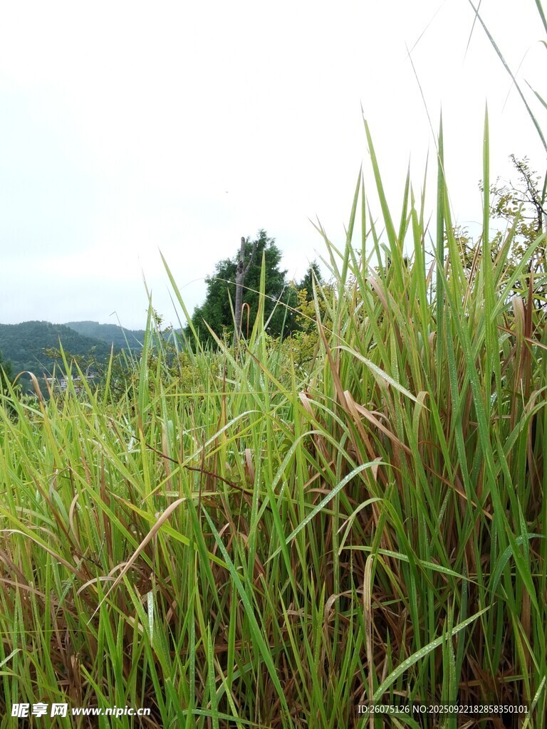 田野中的茂盛绿色草丛