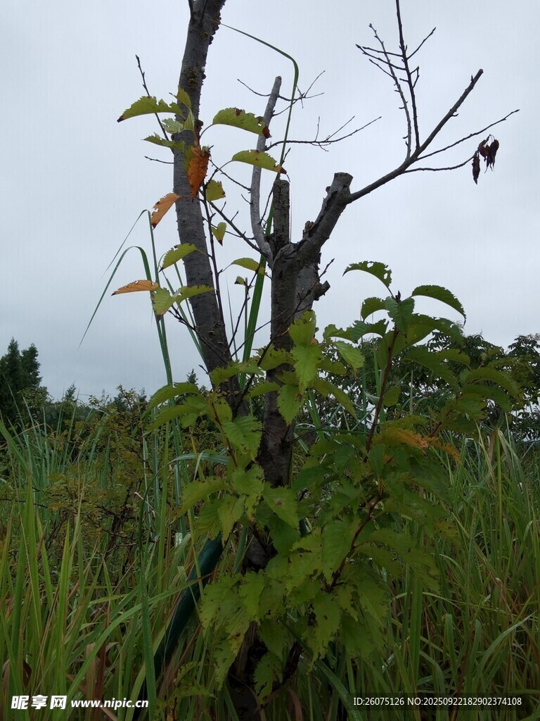 野外枯树旁的绿色植物