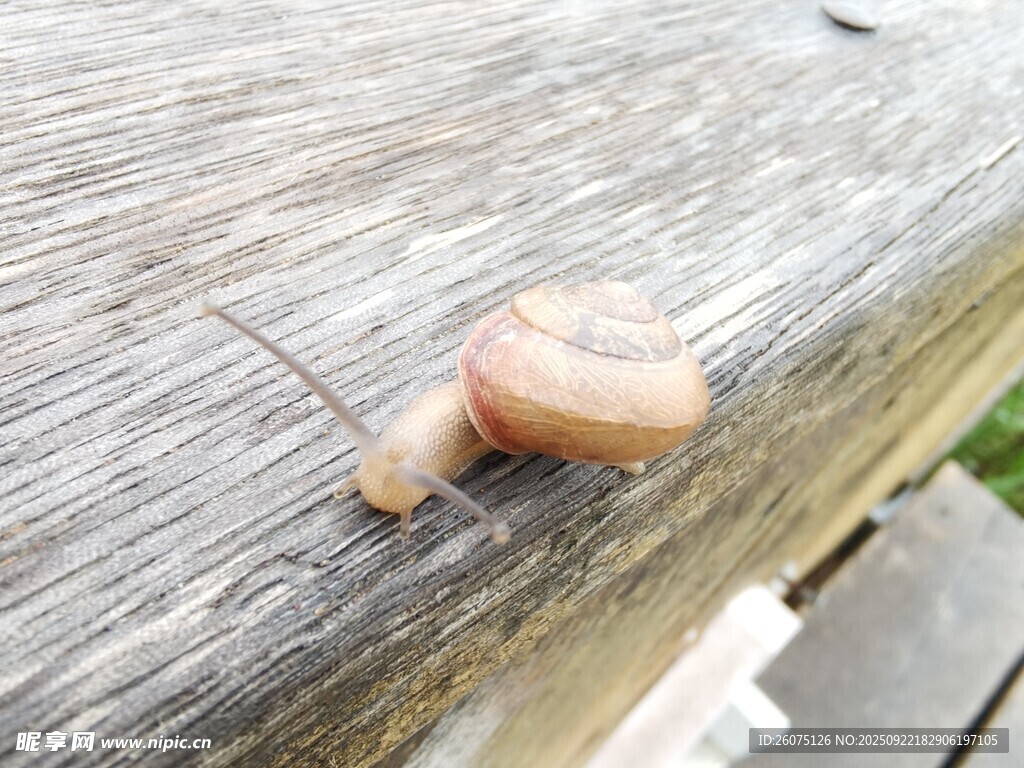 木面上爬行的小蜗牛