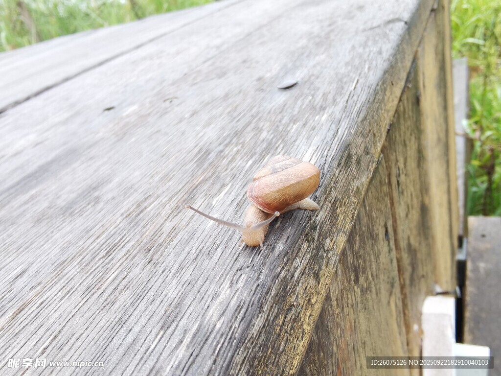 木板上的小蜗牛