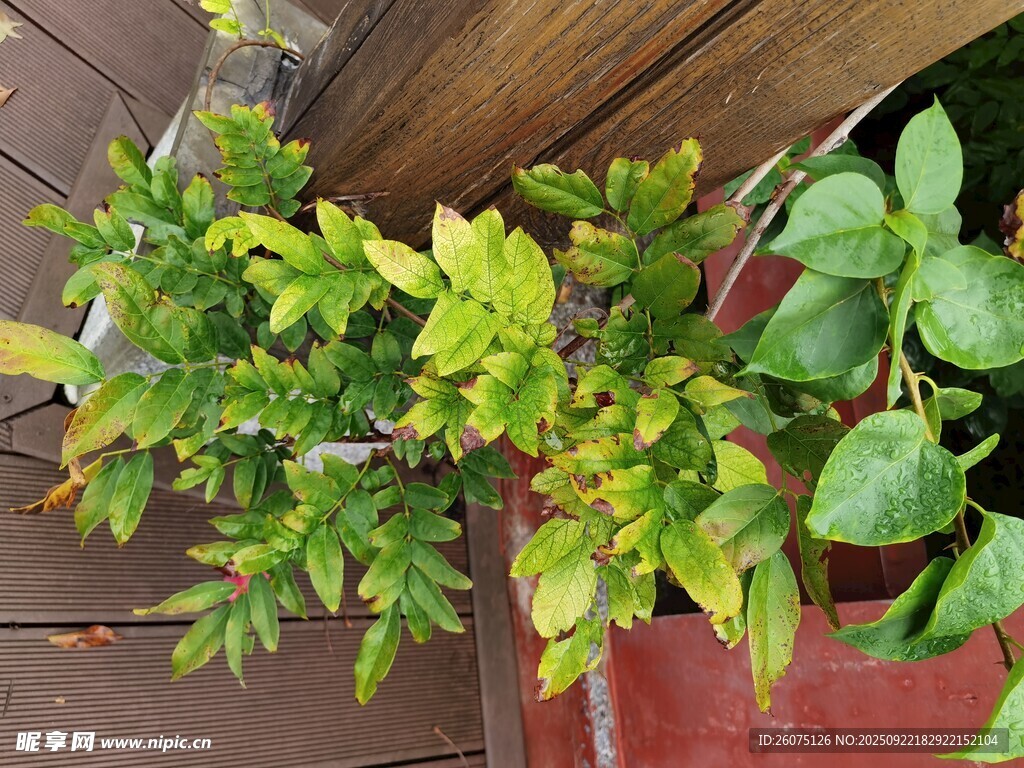 盆栽绿植展现勃勃生机