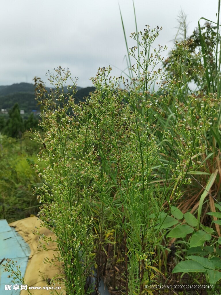 野外翠绿植物景色