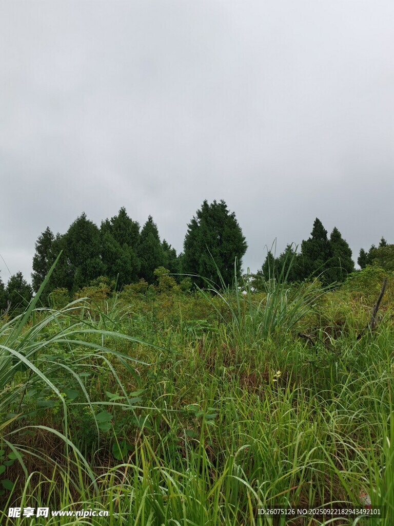 雨中葱郁草地与远处树木