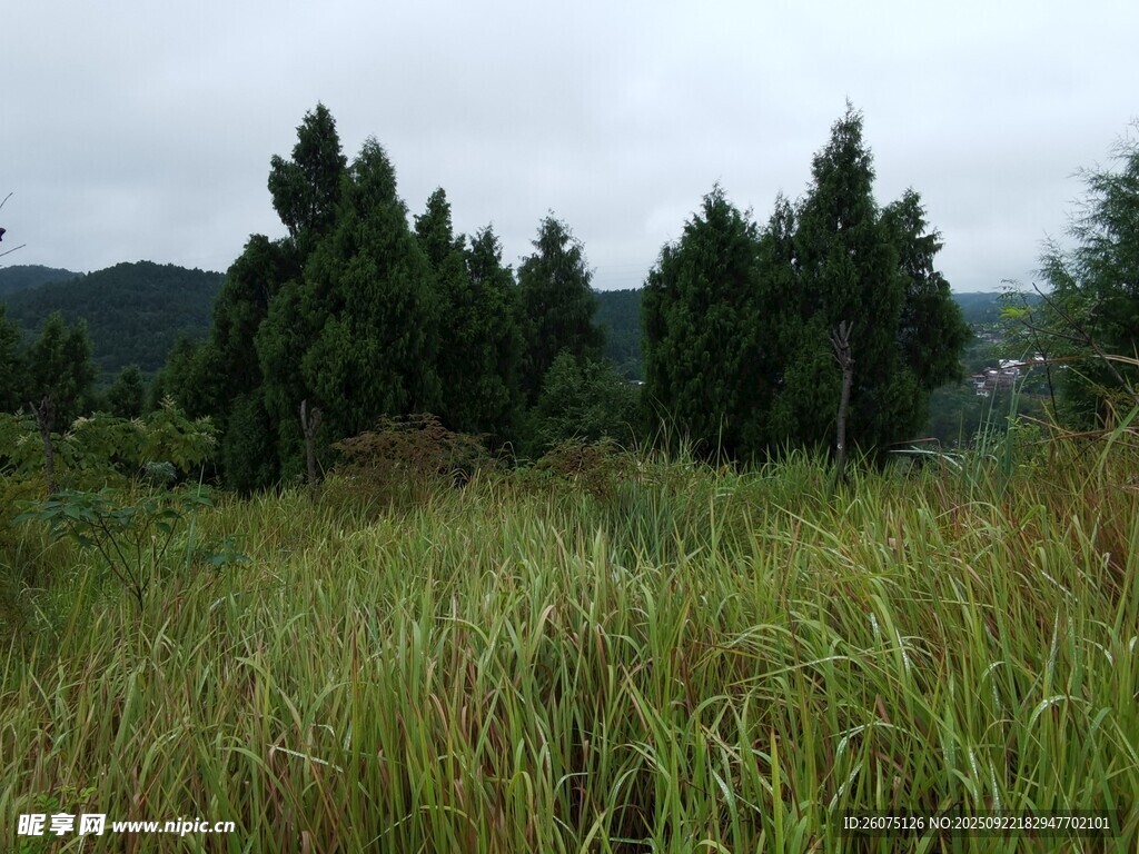 野外草地与葱郁树林景色
