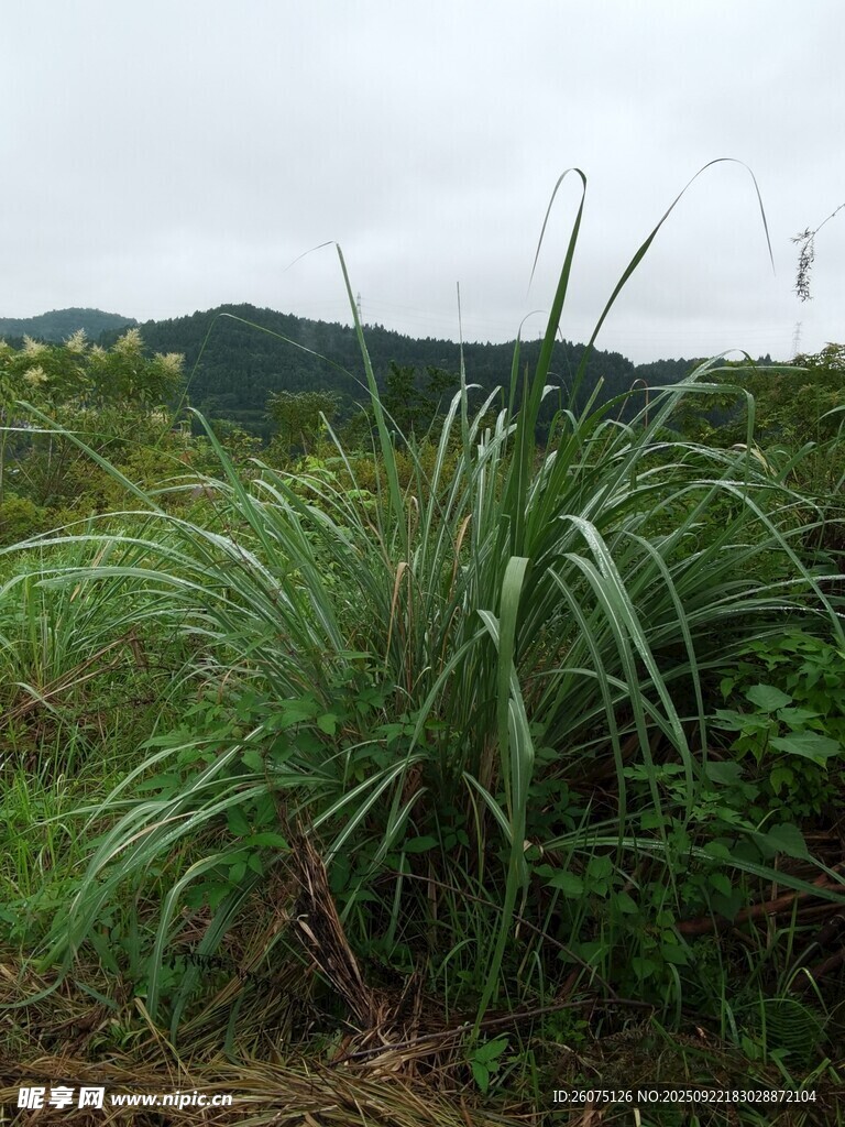 野外茂盛的绿色草本植物