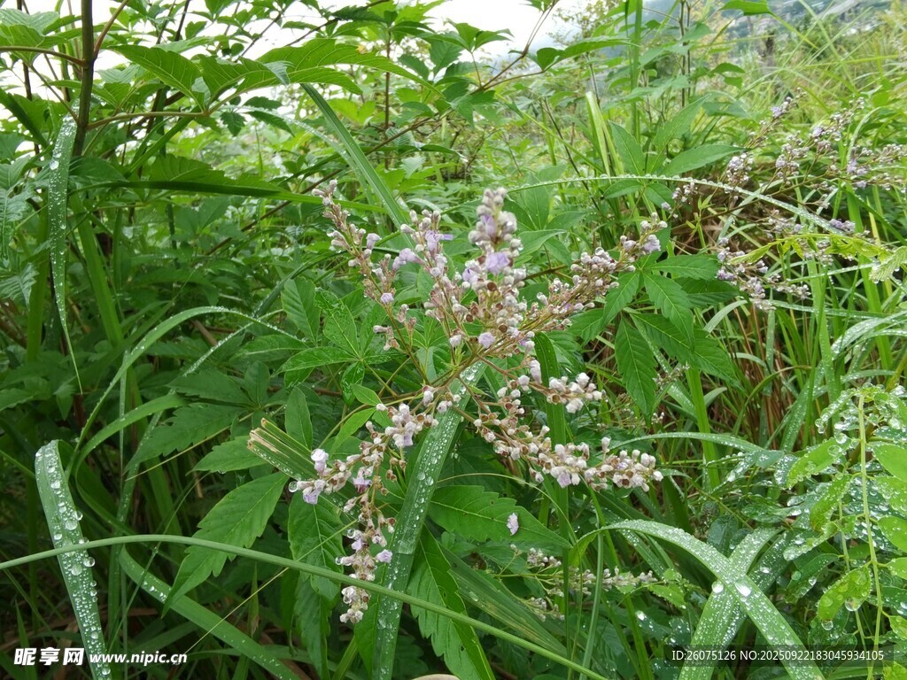 野外繁茂的开花植物