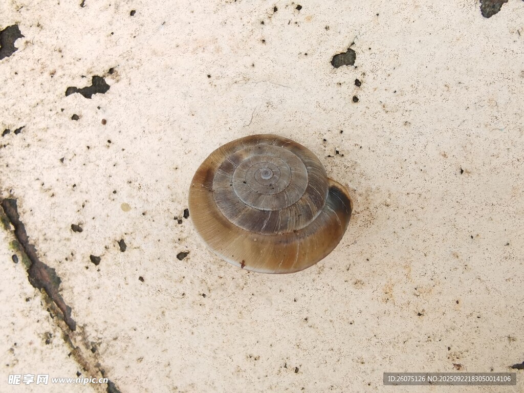 地面上的一枚蜗牛