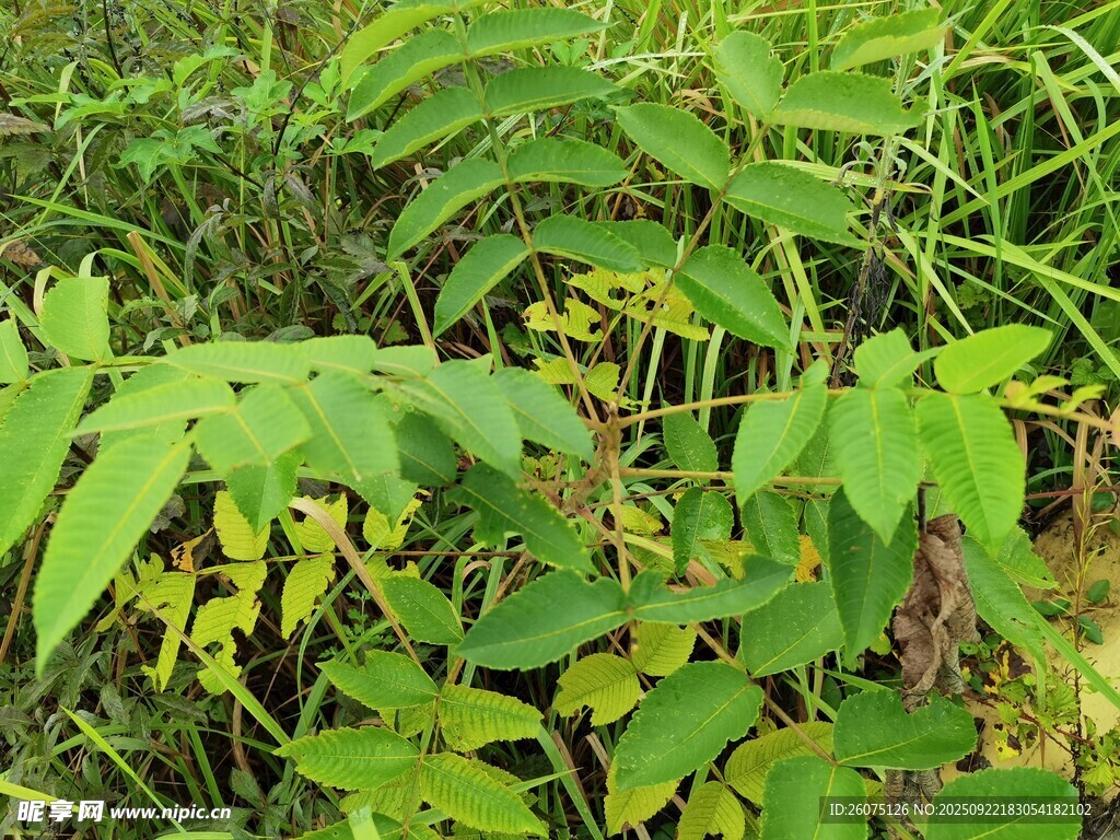 野外绿色植物景观