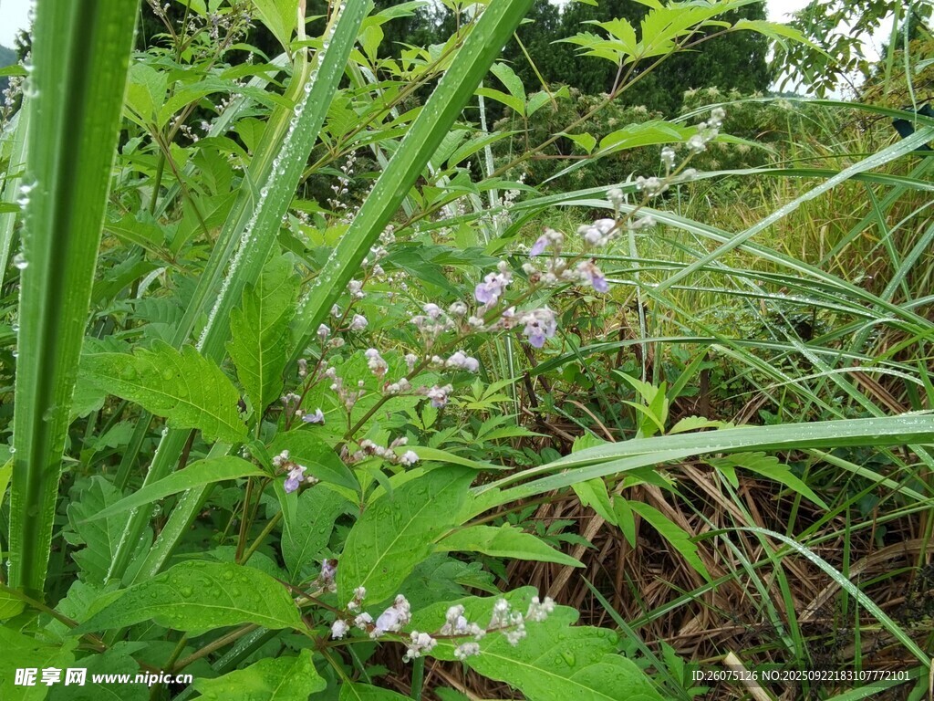 野外繁茂的绿色植物景象