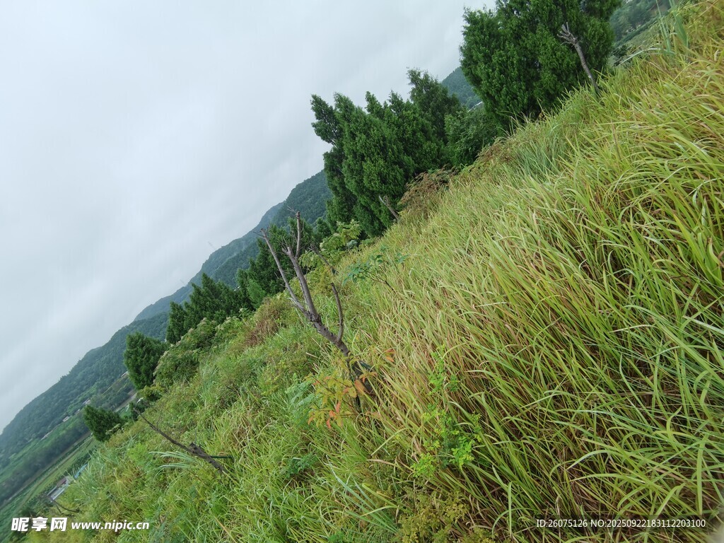 野外草地与远处树木景观