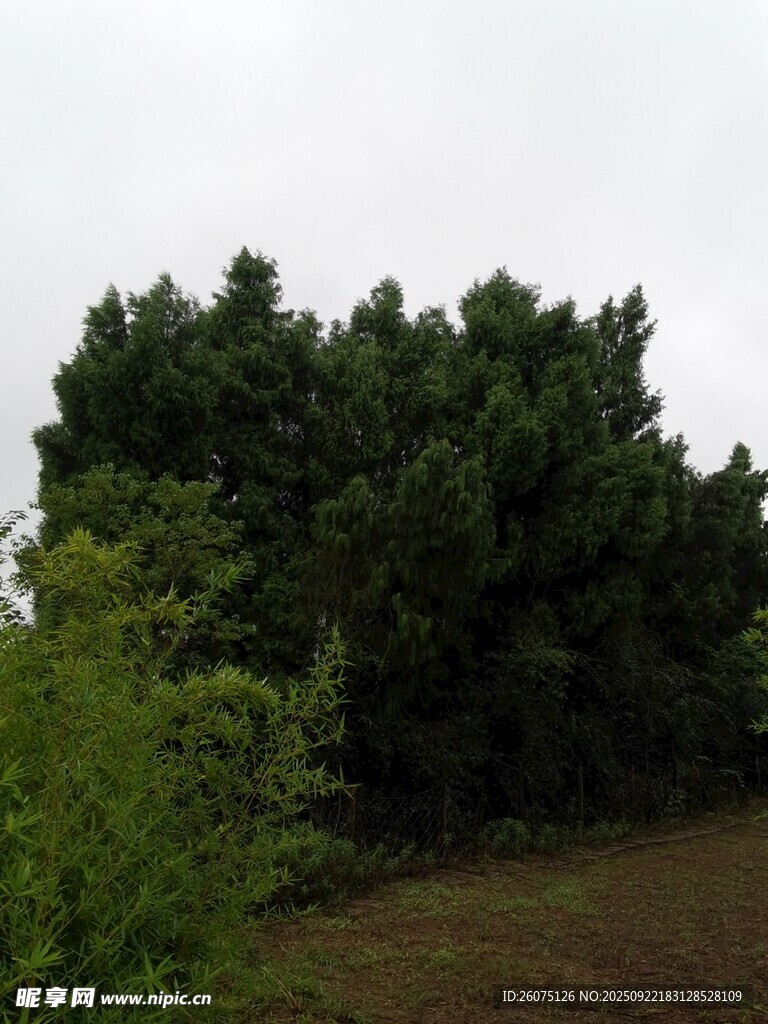 茂密树林景观