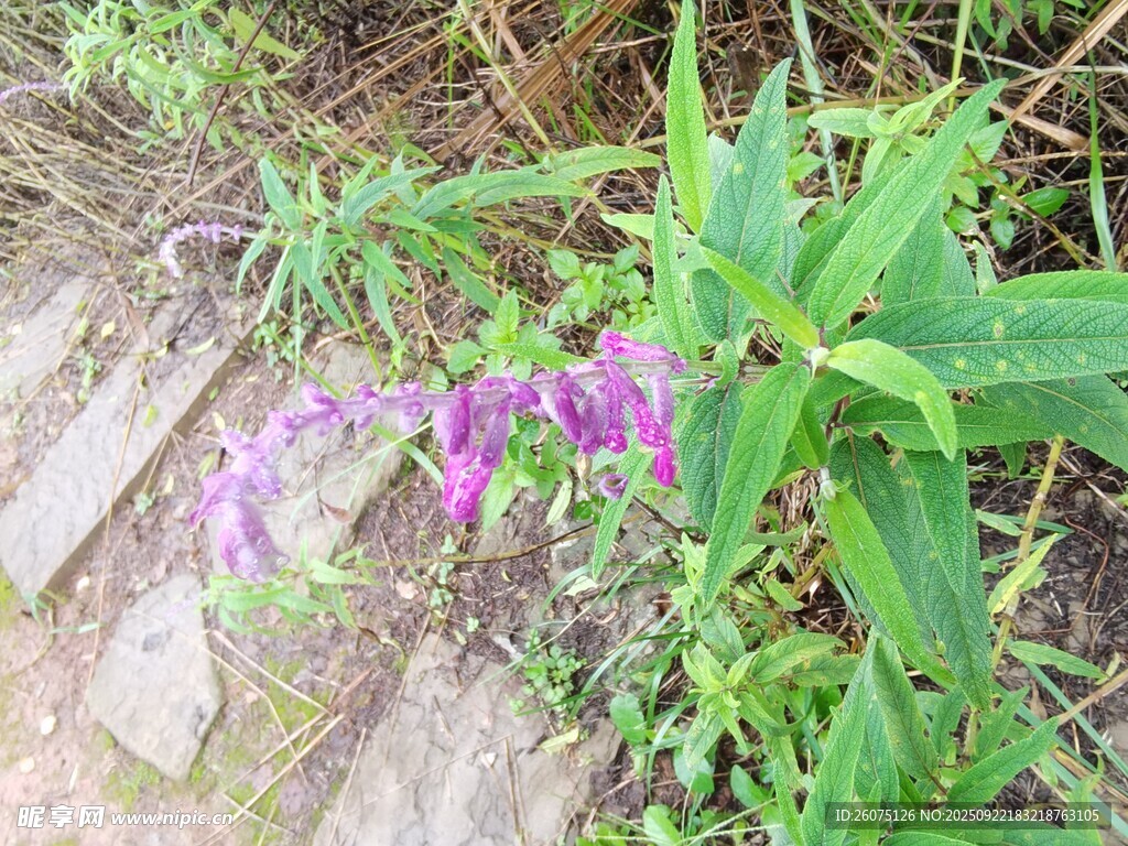紫色野花生长于草丛间