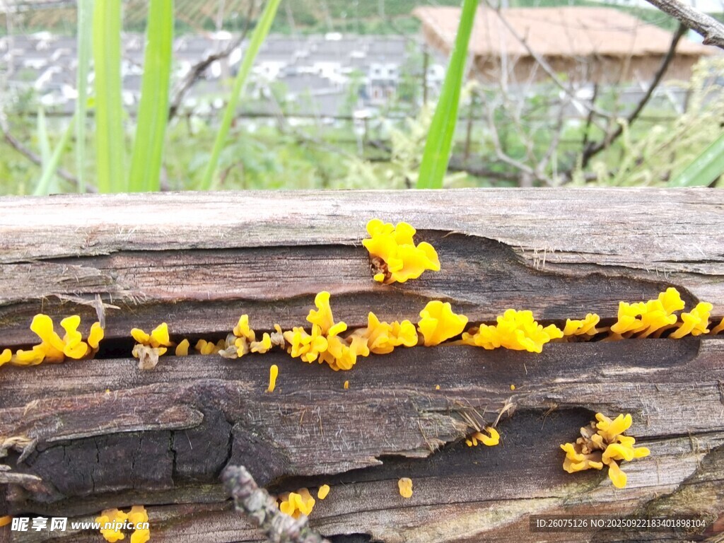 木头上的黄色菌类绽放