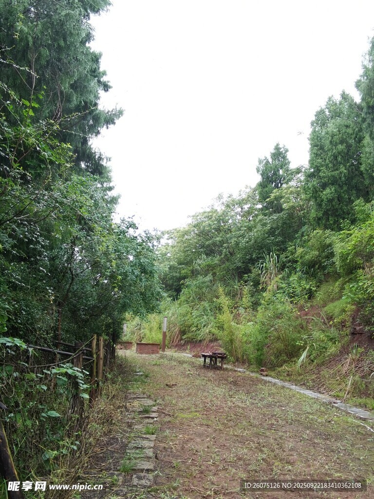 林间幽静小路