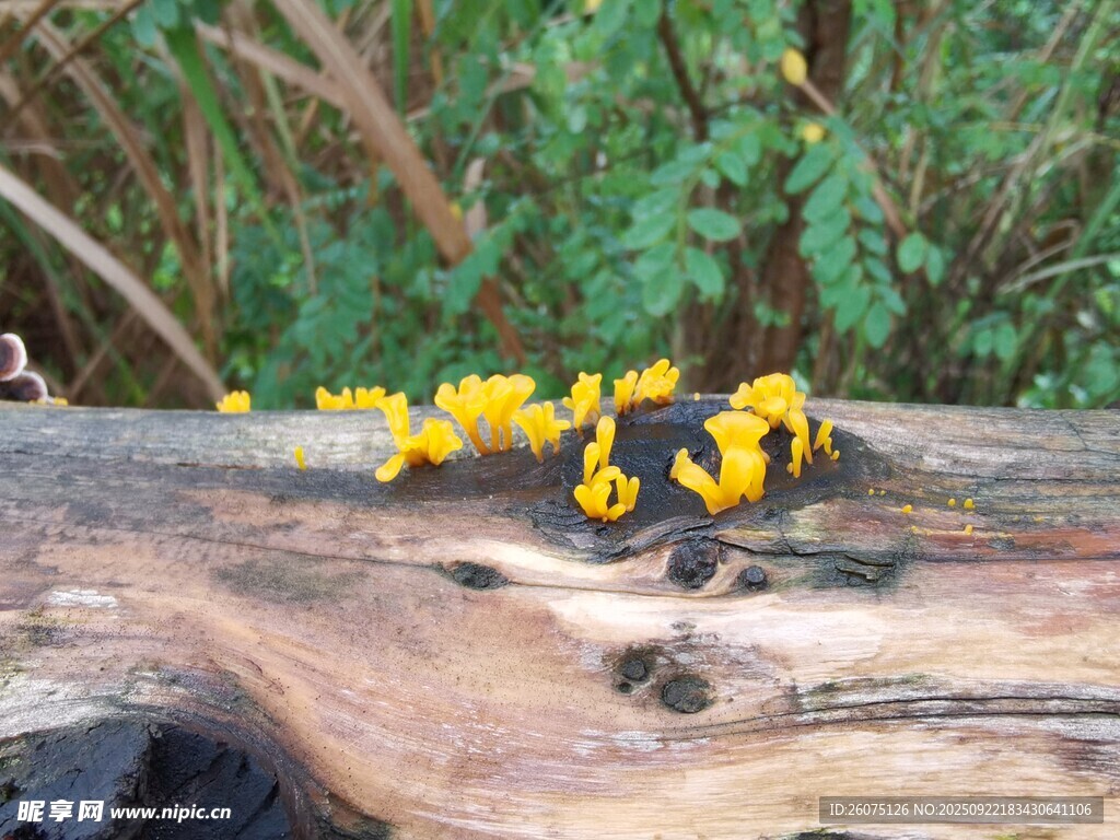 木头上的黄色菌类