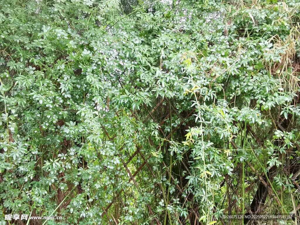 繁茂绿植景观