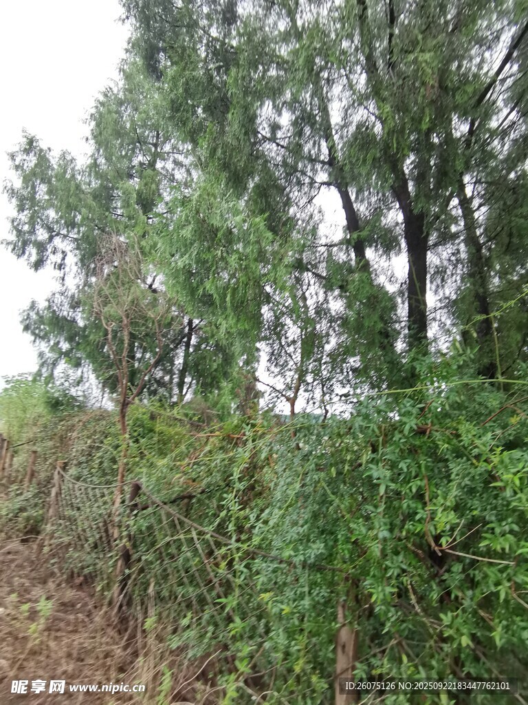 山坡上的茂密树林