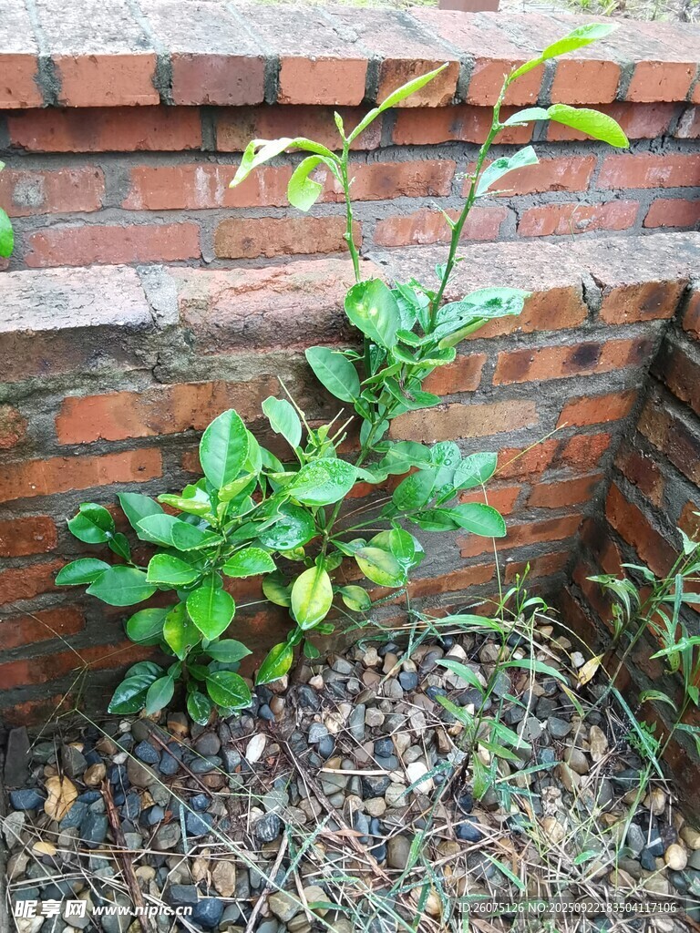 砖墙边生长的翠绿植物