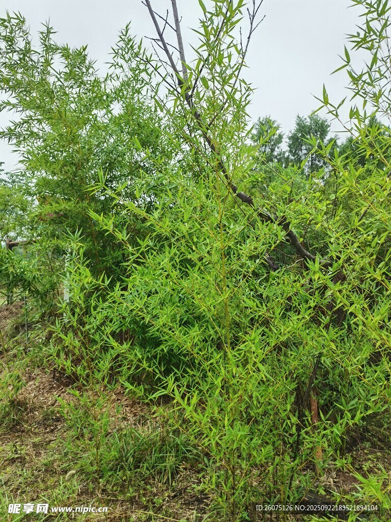 绿意盎然的野外灌木丛
