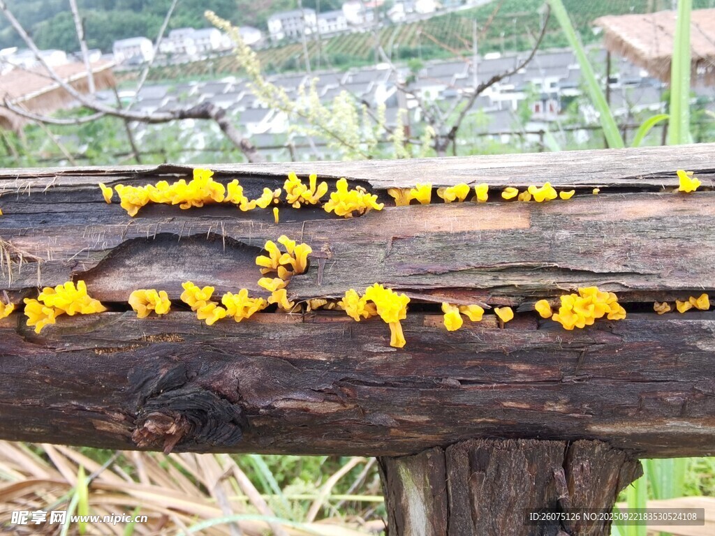 枯木上生长的黄色菌类