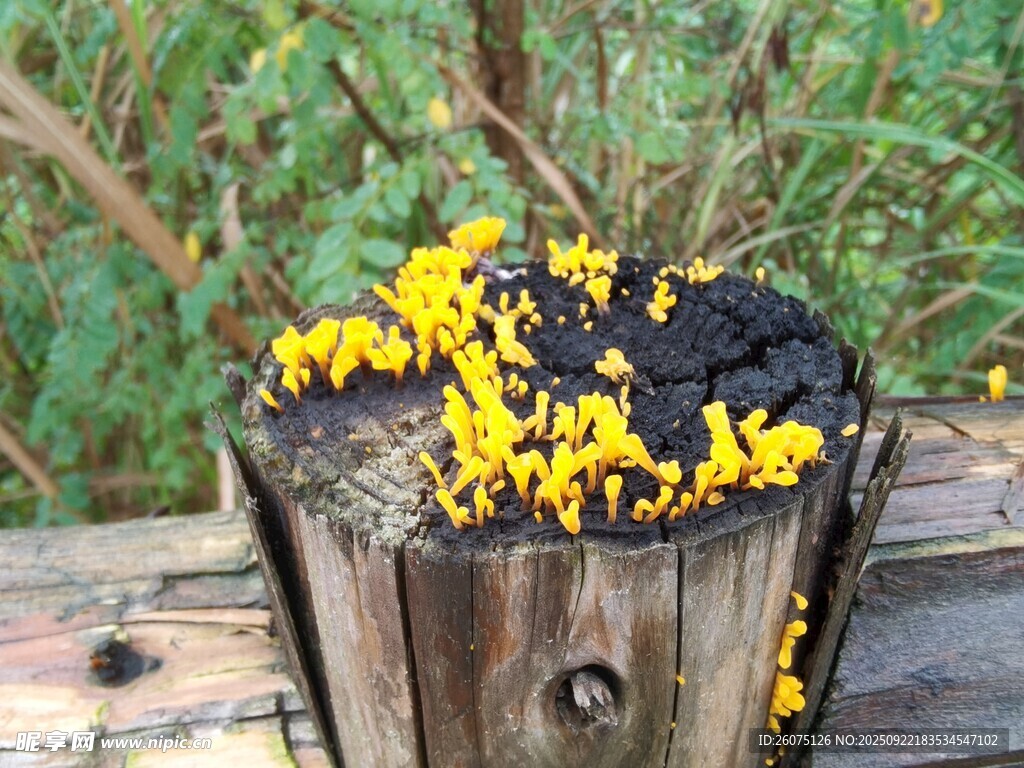 枯木上生长的菌类